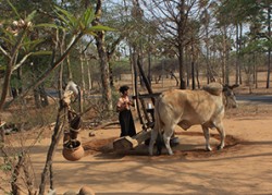 bagan woman with oxes