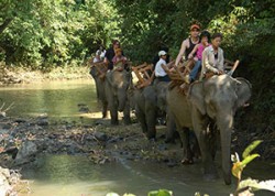 Elephant Camp