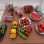 Myanmar Organic Vegetables